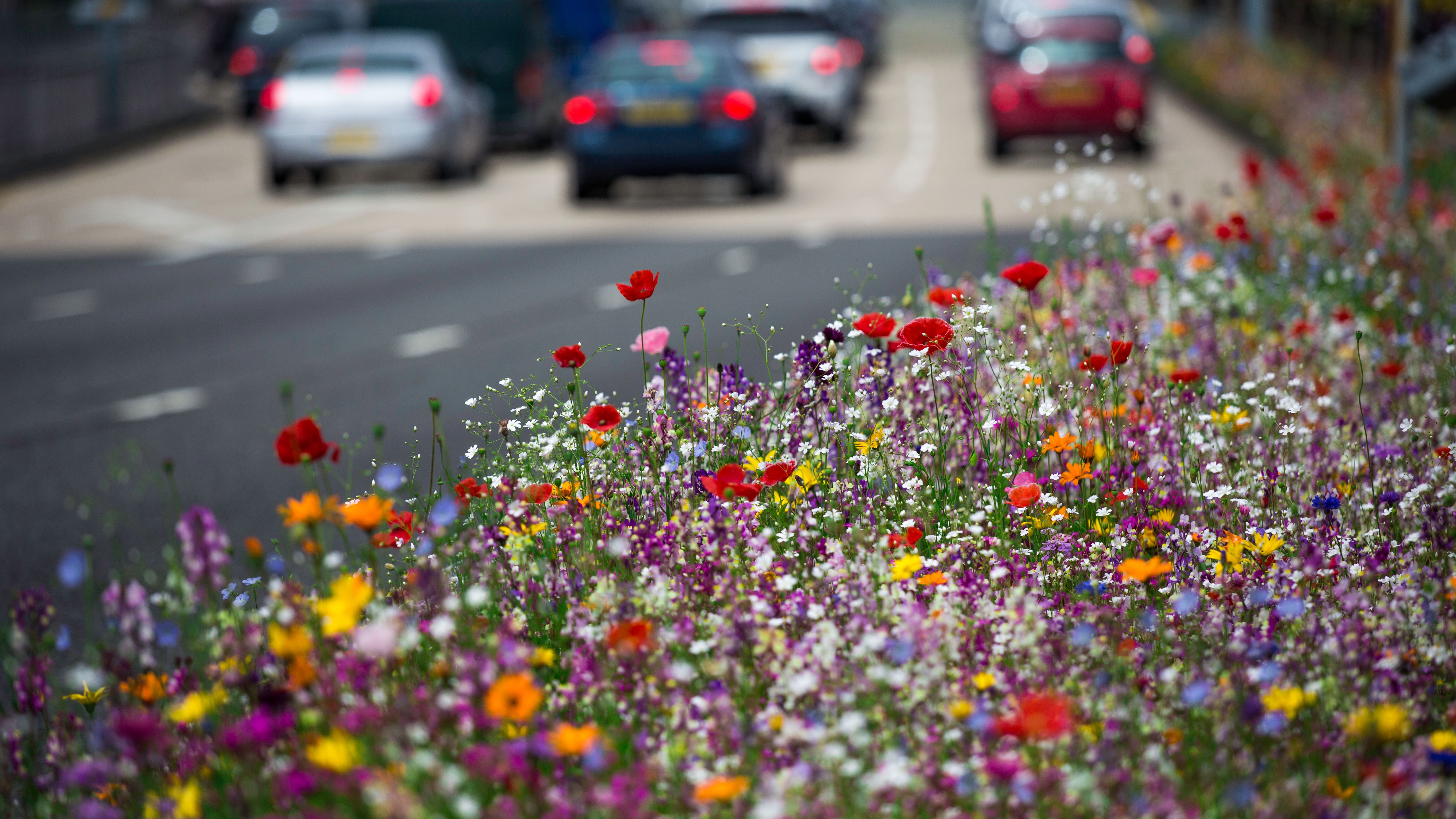 A Million Flowers Will Be Planted On One Of Glasgow s Busiest Roads a-million-flowers-will-be-planted-on-one-of-glasgow-s-busiest-roads
